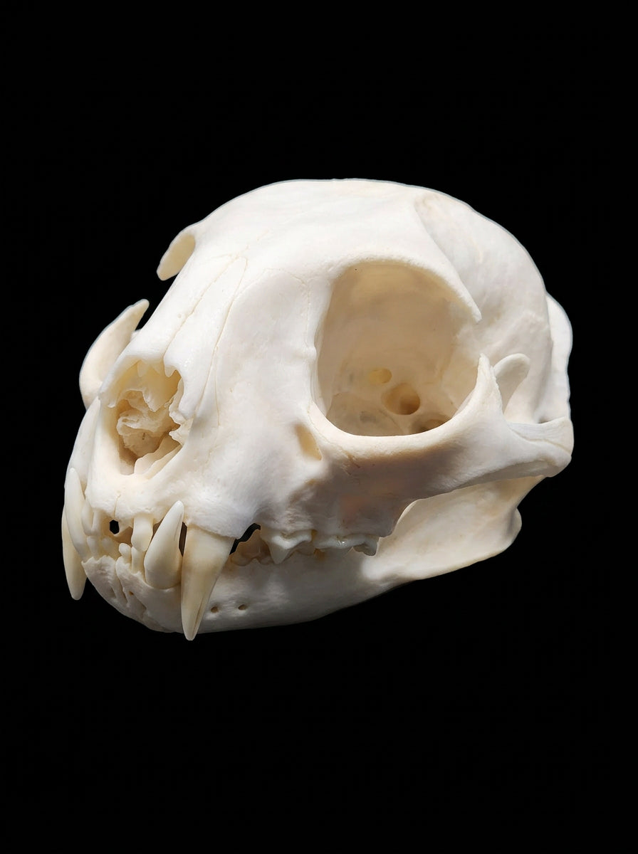 Fully Finished Bobcat Skull - side view