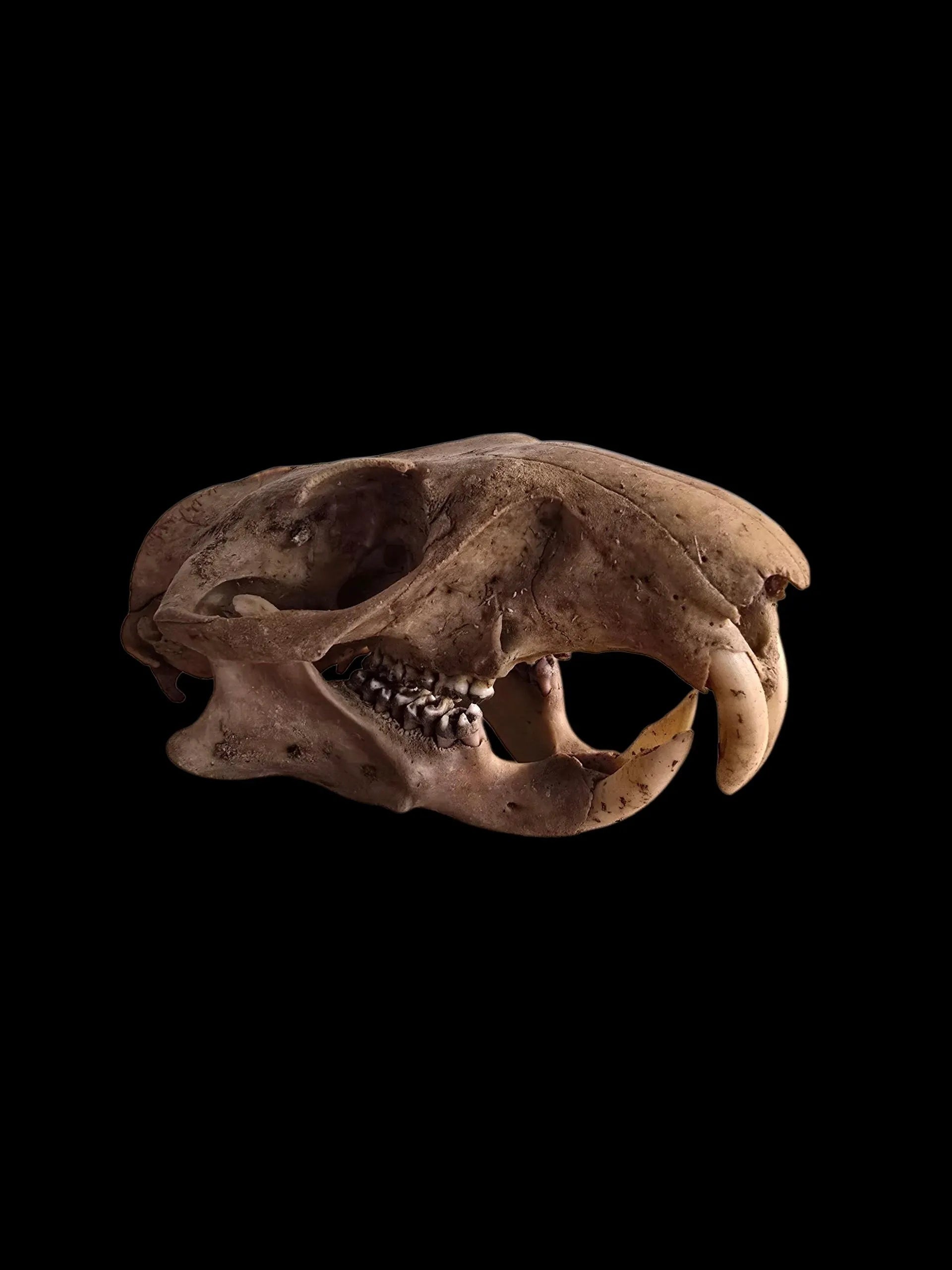 Beetle-cleaned groundhog skull, side profile on black background