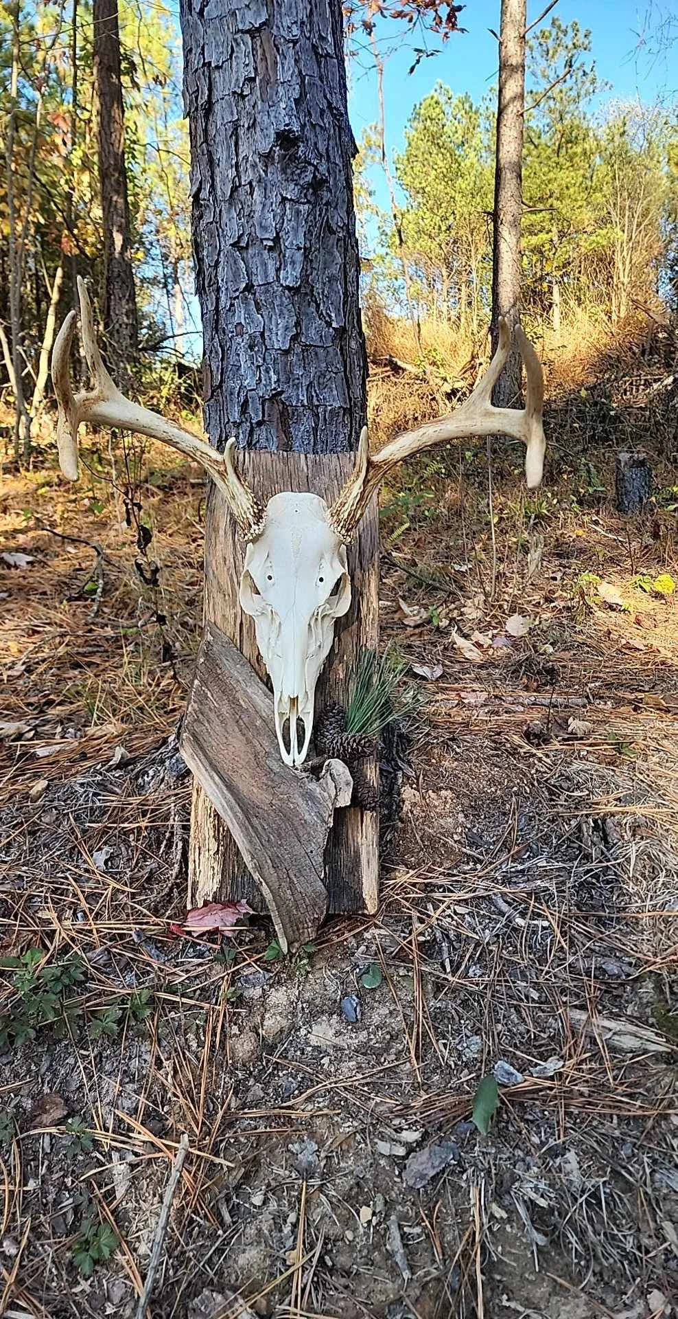 European Style Deer Skull Plaque, Handcrafted - Custom Barn Wood - Well-Built
