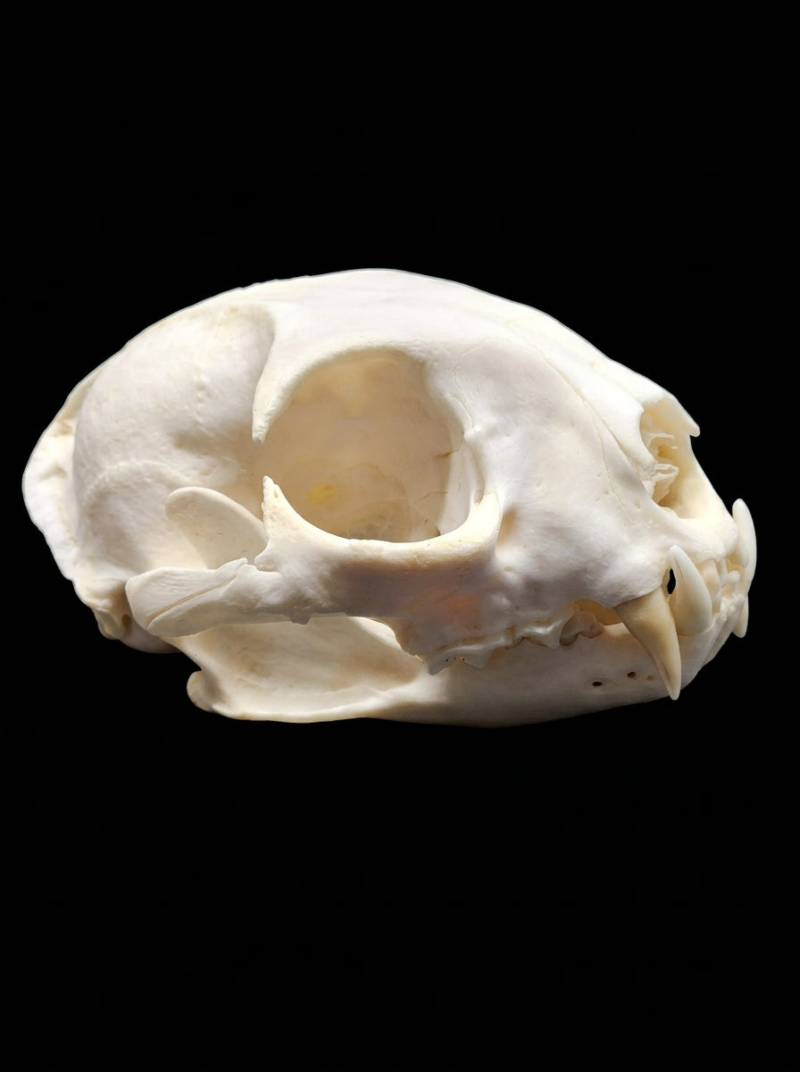 Fully Finished Bobcat Skull - opposite side view