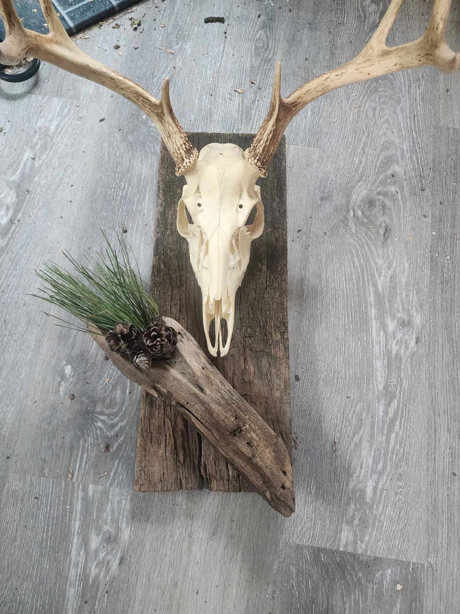 European Style Deer Skull Plaque, Handcrafted - Custom Barn Wood - Well-Built