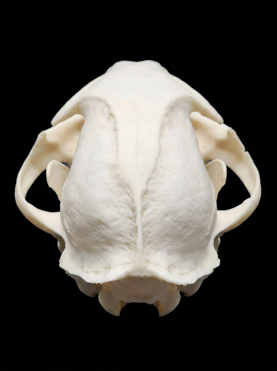 Fully Finished Bobcat Skull - top view