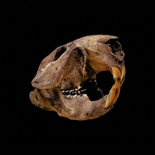 Beetle-cleaned beaver skull