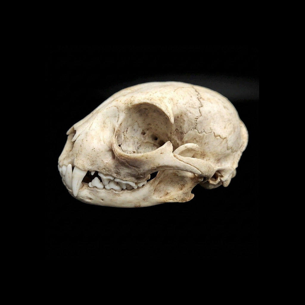 Beetle-cleaned bobcat skull