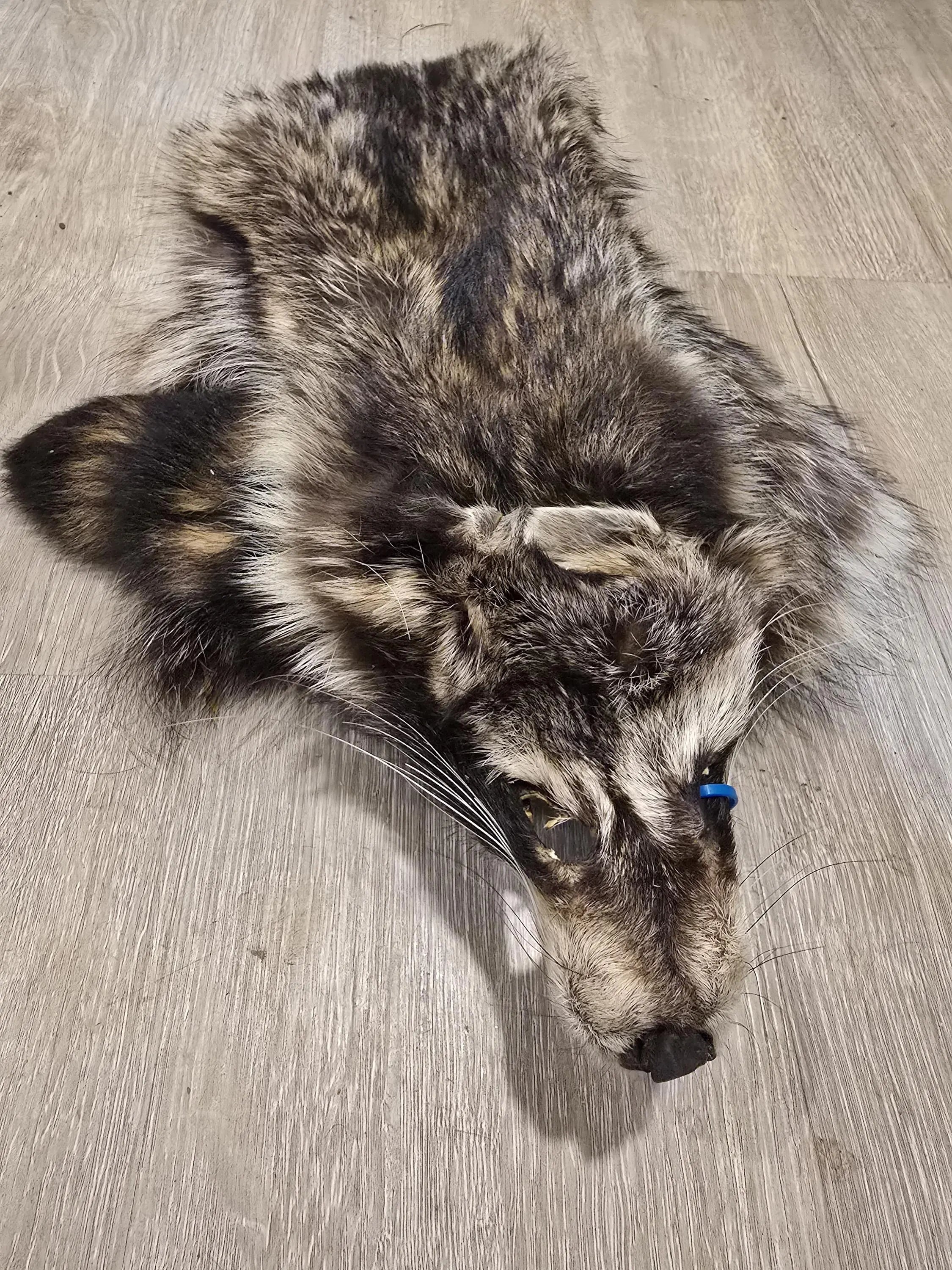 Raccoon Pelt, Raccoon Fur, Soft Tanned, Real Fur