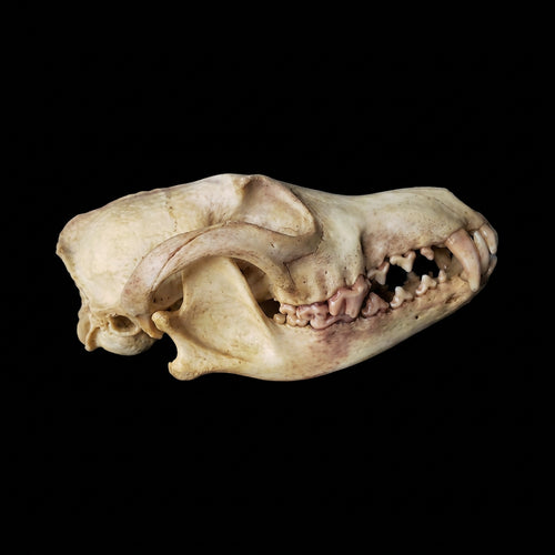 Beetle-cleaned coyote skull