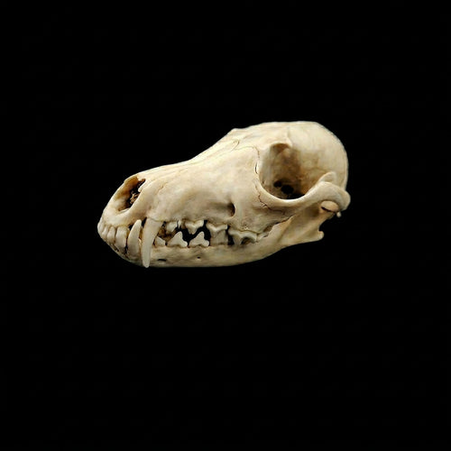 Beetle-cleaned fox skull