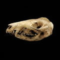 Beetle-cleaned opossum skull