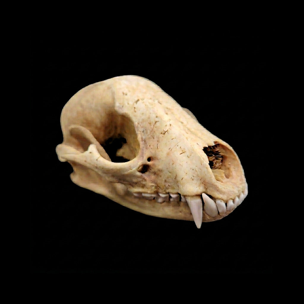 Beetle-cleaned raccoon skull