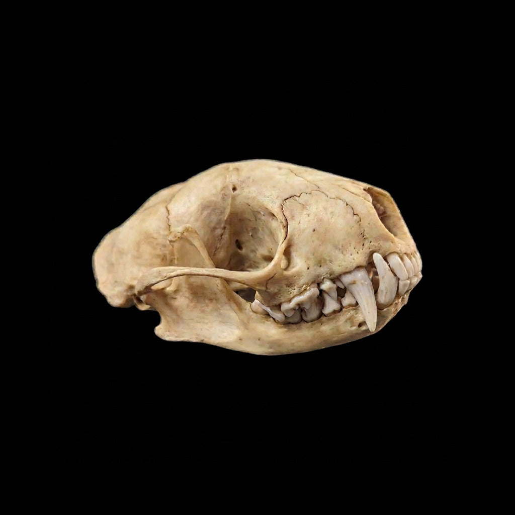Beetle-cleaned skunk skull