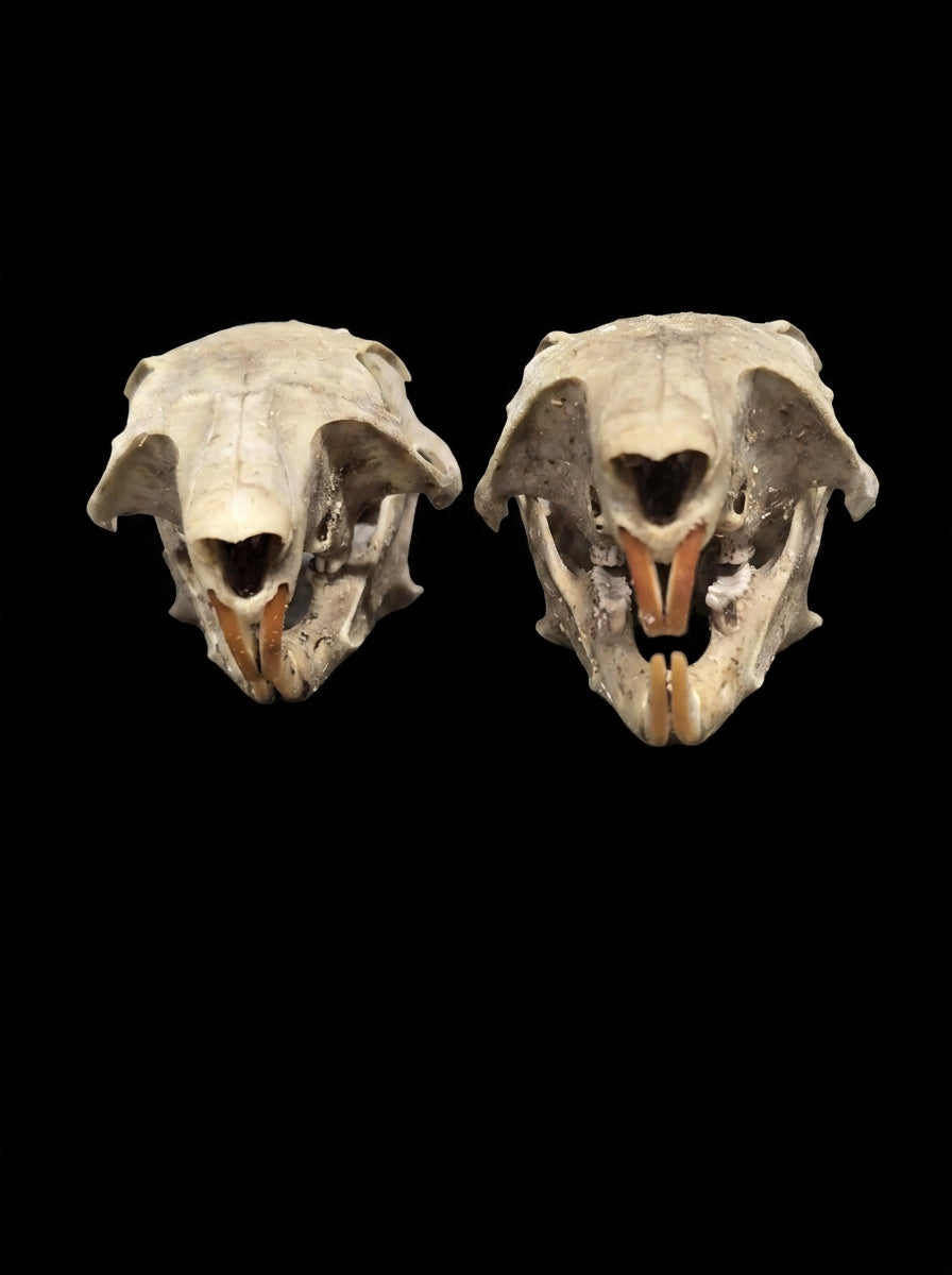 Beetle-cleaned squirrel skulls on black background